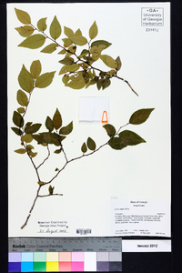 Ulmus alata image