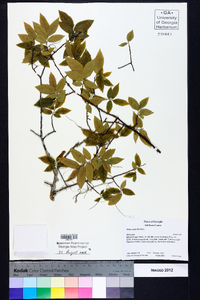 Ulmus alata image