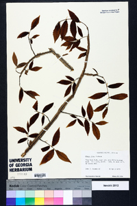 Ulmus alata image