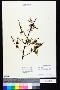 Ulmus alata image