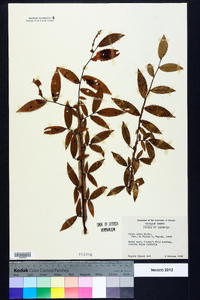 Ulmus alata image