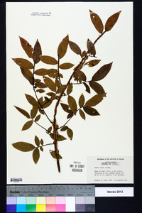 Ulmus alata image