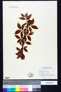 Ulmus alata image