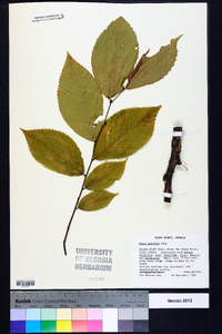 Ulmus serotina image