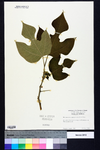 Broussonetia papyrifera image