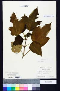 Broussonetia papyrifera image