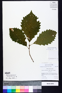 Quercus prinoides image