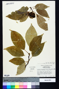 Cudrania tricuspidata image