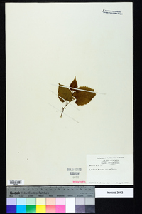 Morus alba image