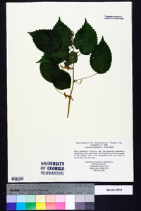 Laportea canadensis image