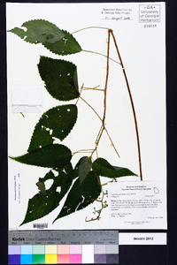 Laportea canadensis image