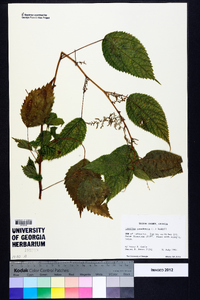 Laportea canadensis image