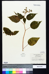 Laportea canadensis image