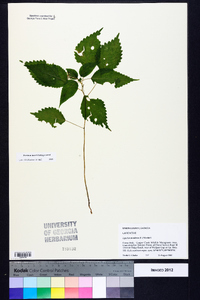 Laportea canadensis image