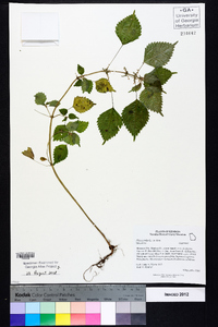 Pilea pumila image