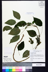 Pilea pumila image