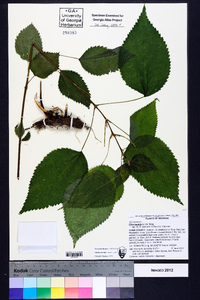 Pilea pumila image