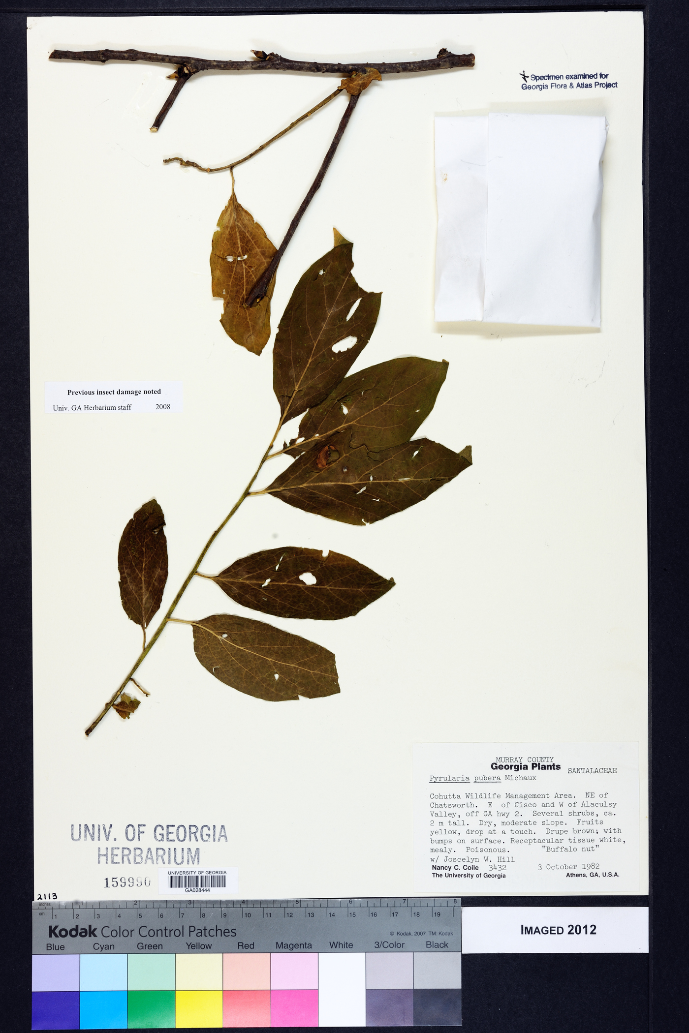 Pyrularia pubera image