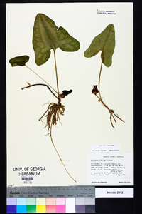 Hexastylis arifolia image