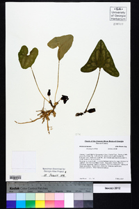 Hexastylis arifolia image