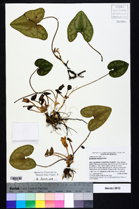 Hexastylis arifolia image