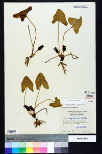 Hexastylis arifolia image