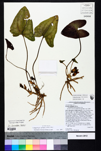 Hexastylis arifolia image