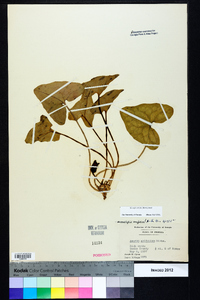 Hexastylis arifolia image