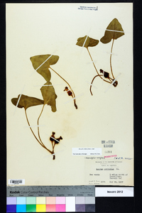 Hexastylis arifolia image