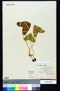 Hexastylis arifolia image