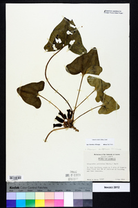 Hexastylis arifolia image