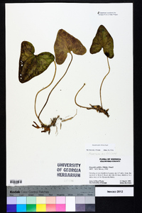 Hexastylis arifolia image