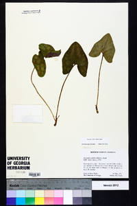 Hexastylis arifolia image