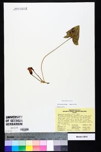 Hexastylis arifolia image