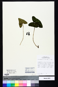 Hexastylis arifolia image