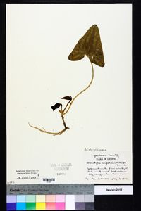 Hexastylis arifolia image