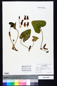 Hexastylis arifolia image