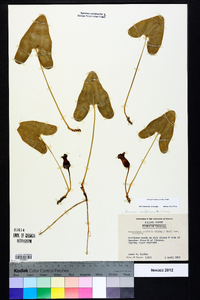 Hexastylis arifolia image