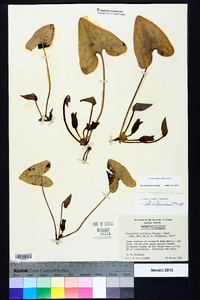 Hexastylis arifolia image