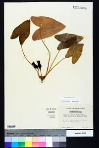 Hexastylis arifolia image