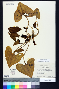 Hexastylis arifolia image