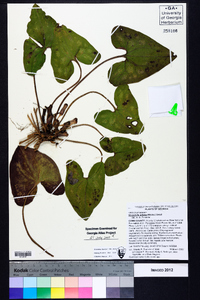 Hexastylis arifolia image