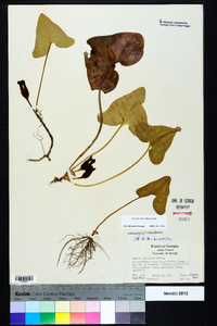 Hexastylis arifolia image