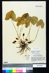 Hexastylis arifolia image