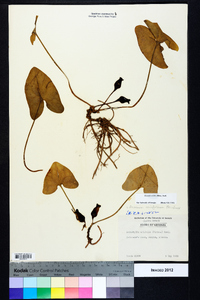 Hexastylis arifolia image