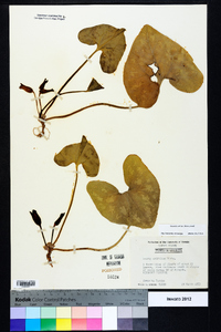 Hexastylis arifolia image