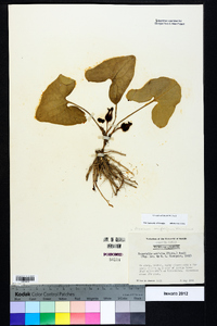 Hexastylis arifolia image