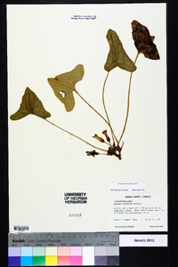 Hexastylis arifolia image