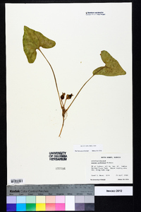 Hexastylis arifolia image