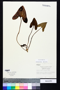 Hexastylis arifolia image